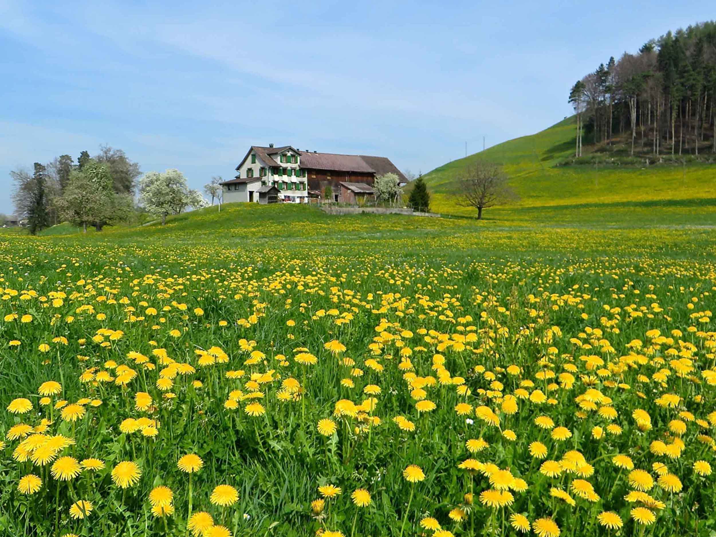 Appenzellerland First Hand Tour by Erwin Tours of Switzerland-Personal Guided Tours in Switzerland