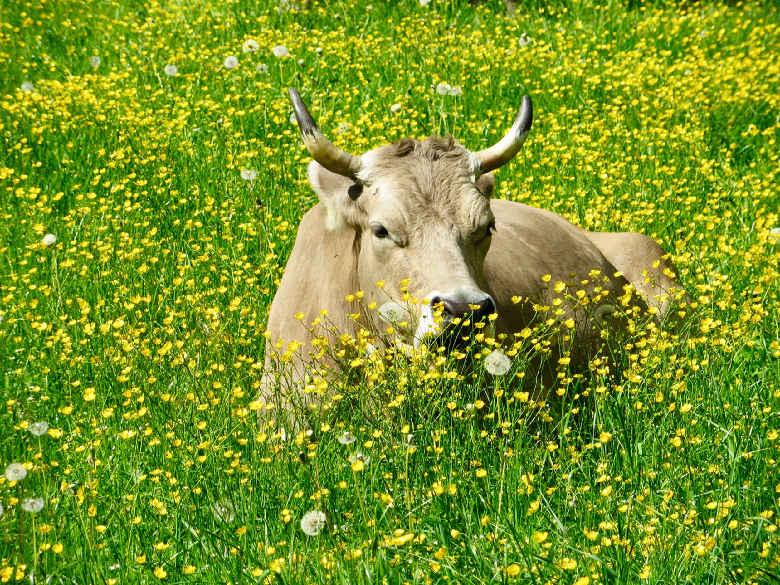 Cows of Switzerland-Personally Guided Cow and Farm Tours by Erwin Tours of Switzerland-Photo © Erwin Faessler Photography